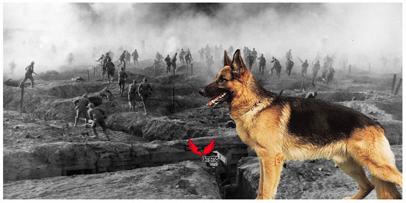 एका कुत्र्यामुळे 'या' दोन देशांमध्ये तब्बल सात दिवस सुरु होतं युद्ध