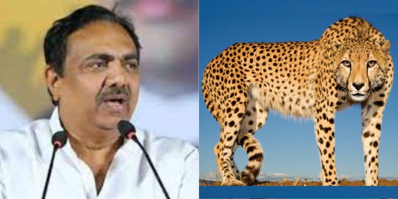 Jayant Patil - Cheetahs
