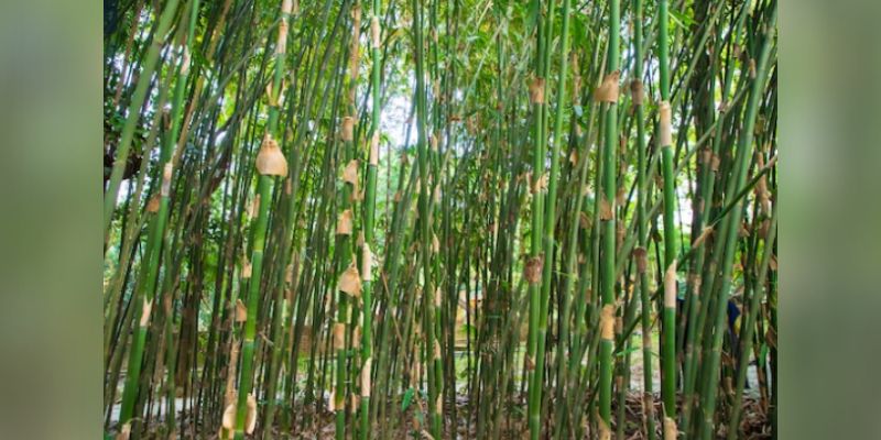 Bamboo crop