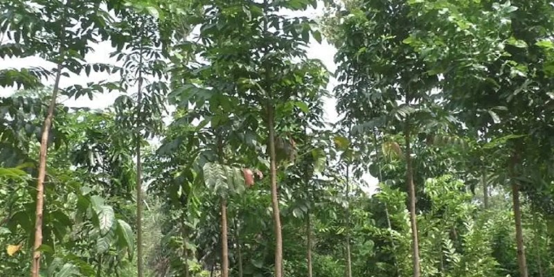 एक हजार किलो दराने विकल्या जातात बिया, लाकूडही महागडे; 'हे' झाड तुम्हाला बनवेल कोट्यधीश