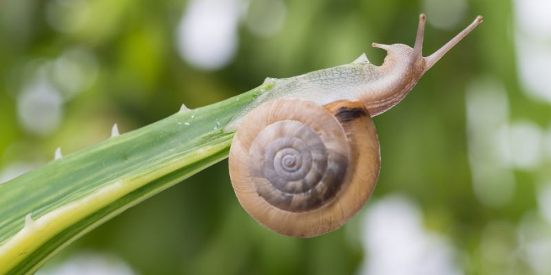 Conch snail