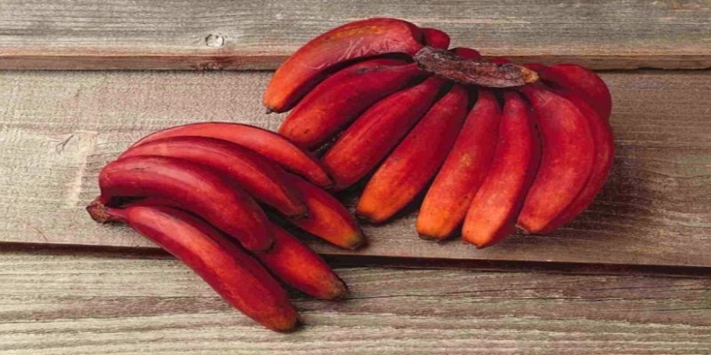 Red Banana Benefits: खूप गुणकारी आहे लाल केळी, कर्करोगासारख्या ५ खतरनाक आजारांचा धोका करते कमी