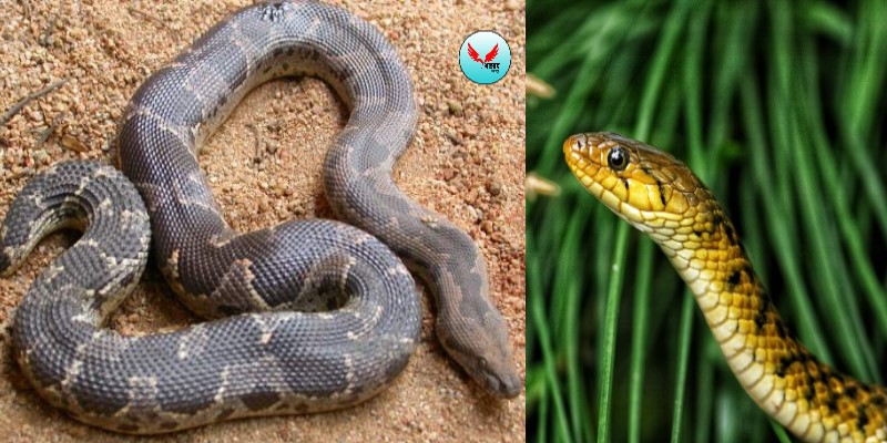 भारतात आढळणाऱ्या बिनविषारी सापांच्या प्रजाती, शेतात मोठ्या प्रमाणात आढळतो 'हा' विषहीन साप