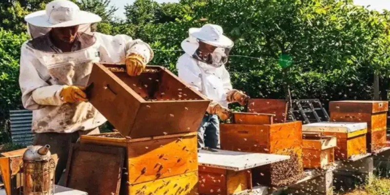 सरकारी योजना : व्यावसायिक मधपाळ निर्माण करणारी मध केंद्र योजना