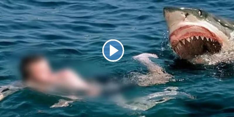 Viral Video : शार्कने व्यक्तीला जिवंत गिळलं, कॅमेरात कैद झाला धक्कादायक प्रसंगाचा थरार!