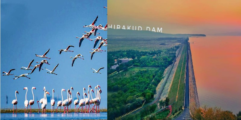 पर्यटक आणि पर्यावरण प्रेमींसाठी स्वर्ग आहेत ओडिशातील 'ही' रामसर साइट्स, डोळे दिपतील असं निसर्ग सौंदर्य