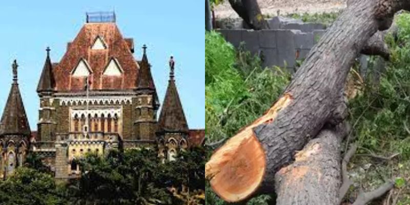 Bombay High Court raps PMC for illegal tree felling on Ganeshkhind road