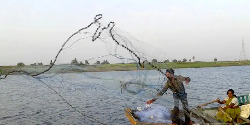 उजनी जलाशयात लहान मासळी मासेमारी; मांगूर मत्स्यपालनावर कठोर कारवाई होणार