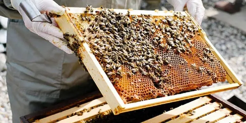 Shinde Govt | शिंदे सरकार 'मधाचे गाव' योजना राज्यभर राबविणार, मध उद्योगाला बळकटी मिळणार
