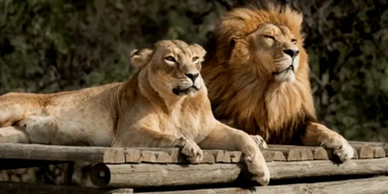 Safari Park | 'अकबर' आणि 'सीता' नावाच्या सिंह-सिंहिणीचे प्रकरण न्यायालयात; जाणून घ्या नेमके काय आहे प्रकरण