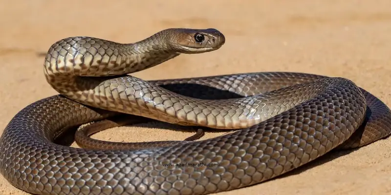 snake | सापाचे रक्त इतके थंड का असते, तो स्वतःला उबदार कसा ठेवतो?