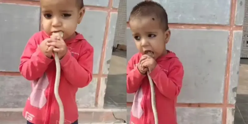 Viral Video | खेळणी समजून मुलाने तोंडात घातला खरा साप! Video पाहून उडेल थरकाप