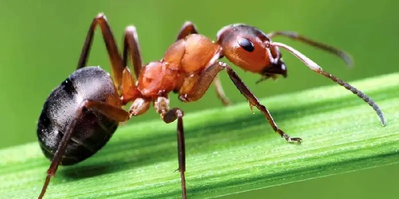 Ants Life | राणी मुंग्या असे वाढवतात त्यांचे आयुष्य, मुग्यांबद्दलची रंजक तथ्ये ऐकून चकित व्हाल!