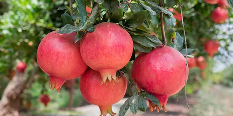India will become the world's largest exporter of pomegranates