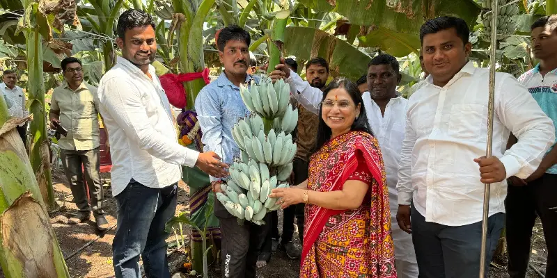 Blue Java | 'ब्लु जावा' वाणाच्या केळीचे उत्पादन घेण्यास शेतकऱ्यांना प्रोत्साहित करणार : डॉ. भाग्यश्री पाटील