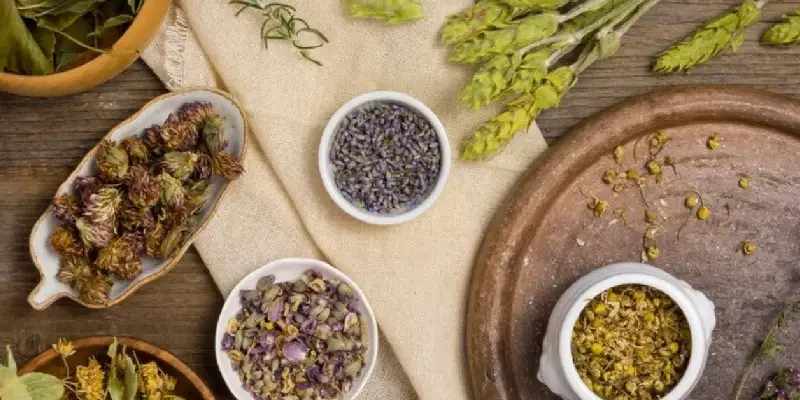 Herbs for Summer | या 4 आयुर्वेदिक औषधी वनस्पती उष्णतेच्या लाटेपासून बचाव करण्यास मदत करतात, जाणून घ्या तज्ज्ञांकडून