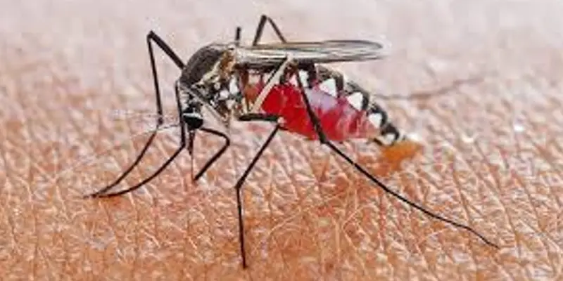 Mosquitoes | उन्हाळ्यात डासांपासून सुटका मिळवून देतील 'हे' 7 घरगुती उपाय! आजच करून पहा