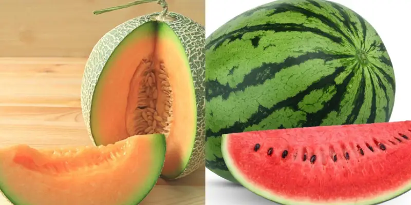 Watermelon vs Muskmelon | टरबूज किंवा खरबूज, उन्हाळ्यात आरोग्यासाठी चांगले काय? जाणून घ्या
