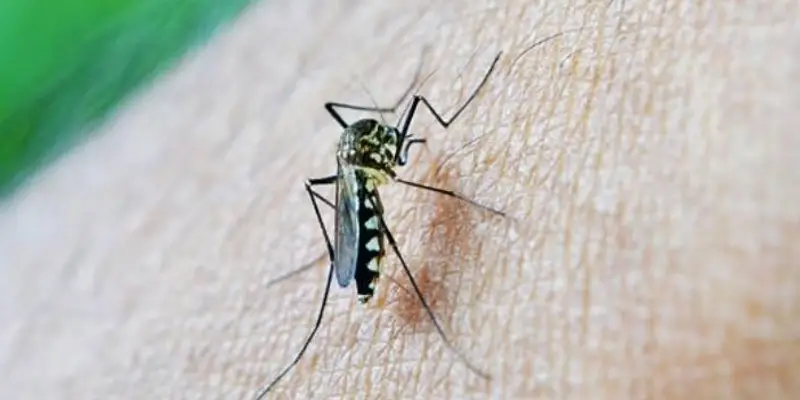 Dengue disease | डेंग्यूला दूर हटविण्यासाठी परिसरात डासांची उत्पत्ती रोखा, आरोग्य विभागाचे आवाहन