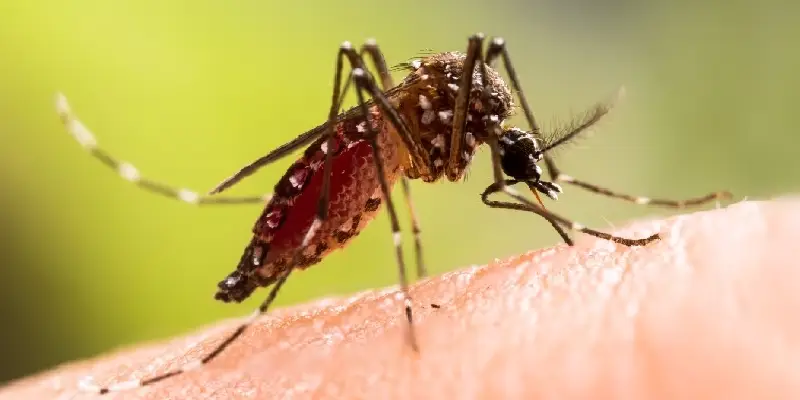 prevent dengue | पावसाच्या आगमनाने वाढतो डेंग्यूचा कहर, जाणून घ्या या आजारापासून बचावासाठी काय करावे आणि काय करू नये?